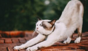 stretching white cat